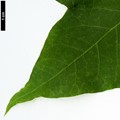 SpeciesSub: subsp. macropterum SpeciesSub: subsp. macropterum